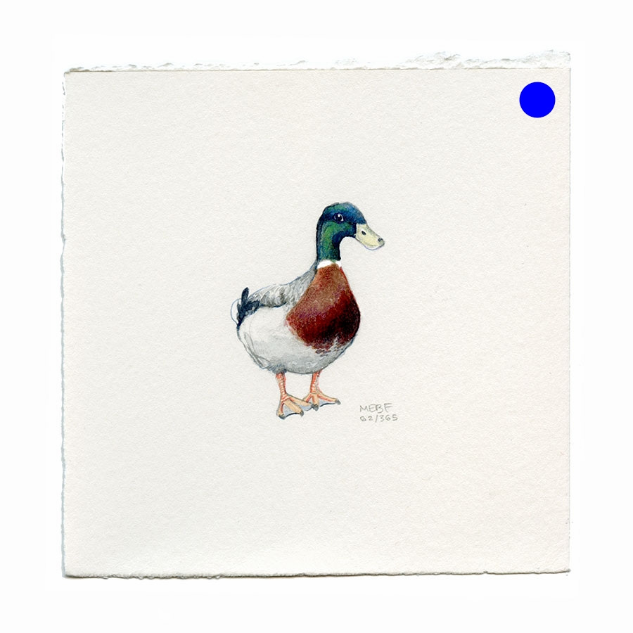 draw62_mallard.jpg