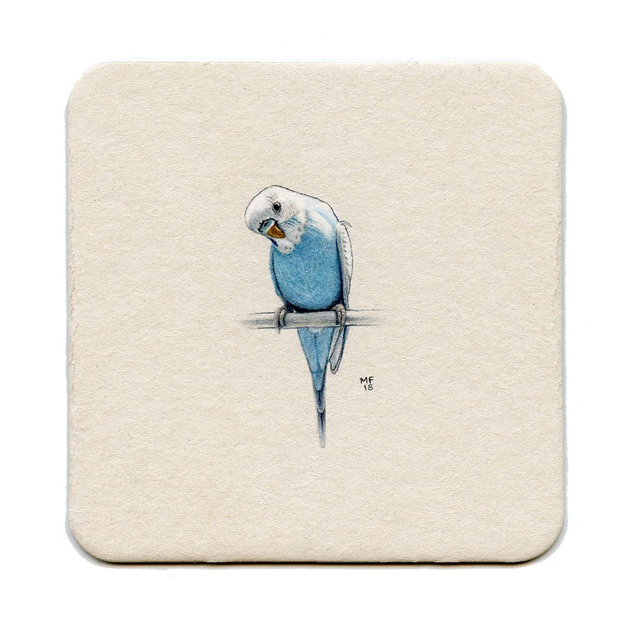 Budgie (Parakeet)