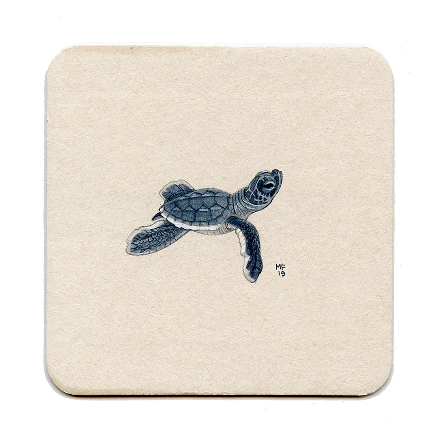 365_263(baby_sea_turtle)001.jpg