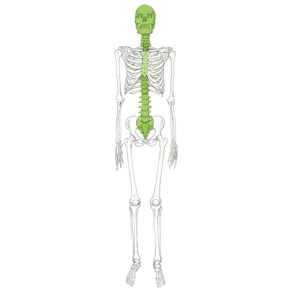 skeleton001(color).jpg