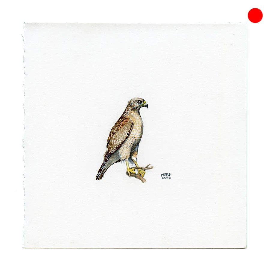 Hawk