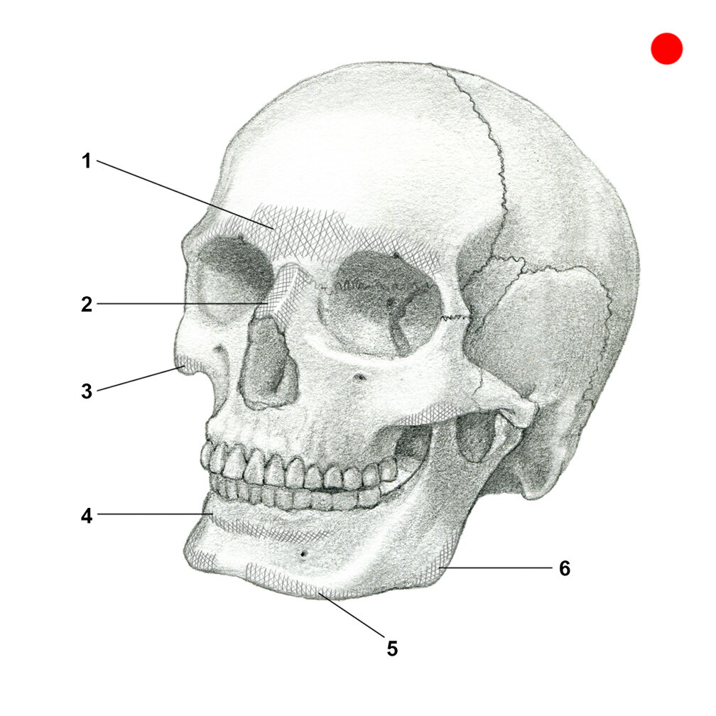 plemons(skull)final.jpg