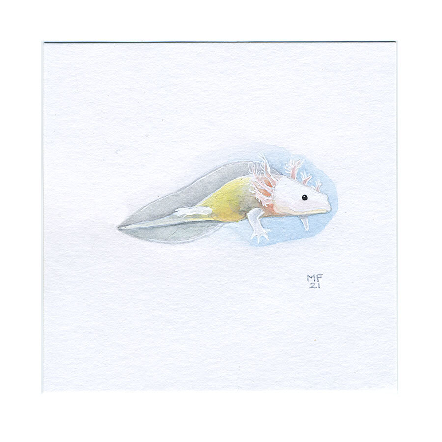 05 - An axolotl - Ashley M.