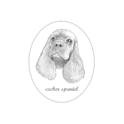 cocker_spaniel.jpg