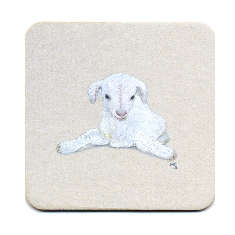 365_333(goat_baby)cc.jpg