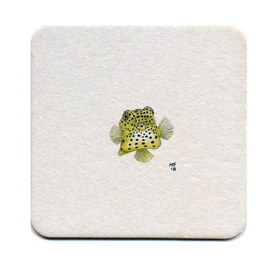 365_46(boxfish)cc.jpg