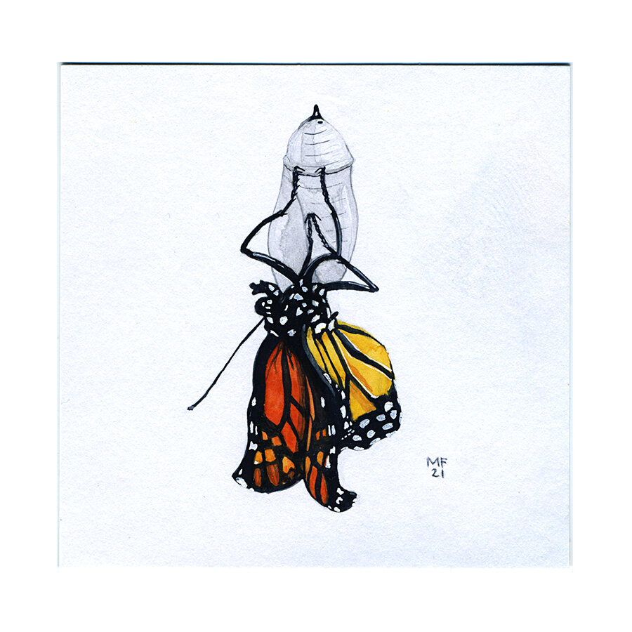 monarch_butterfly&cocoon_jo_67.jpg