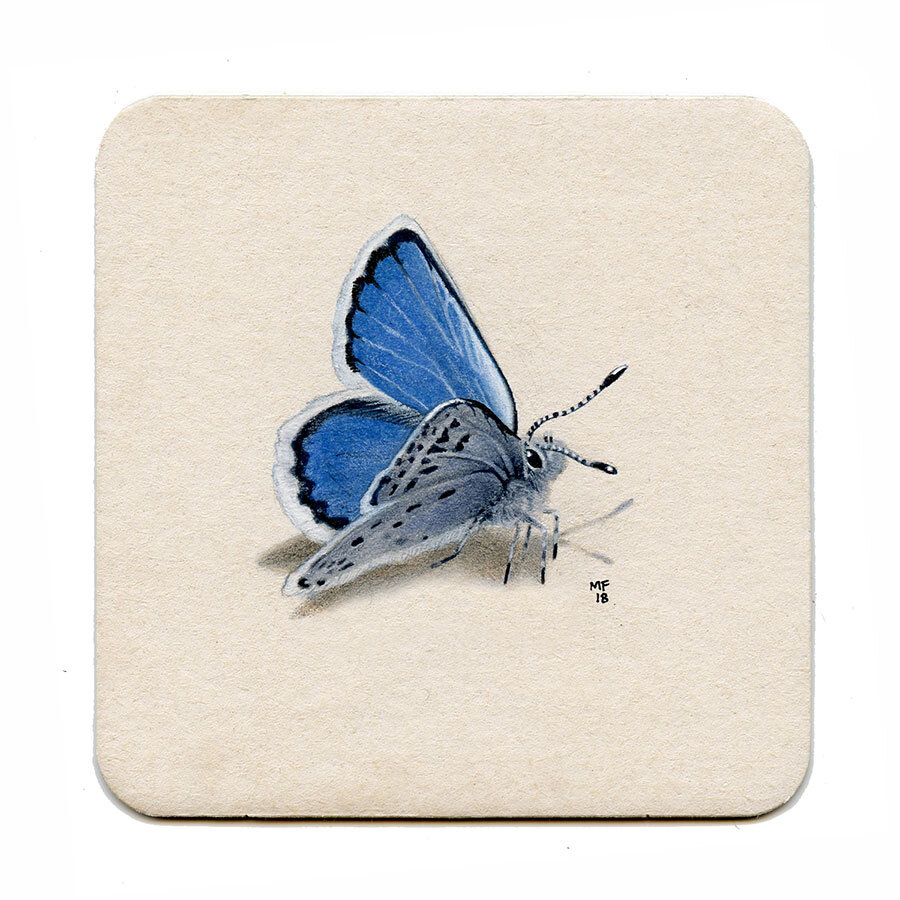 365_130(blue_butterfly)001.jpg