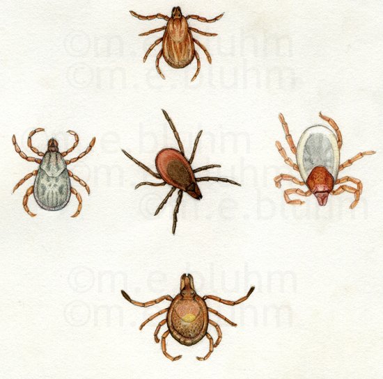 ticks.jpg