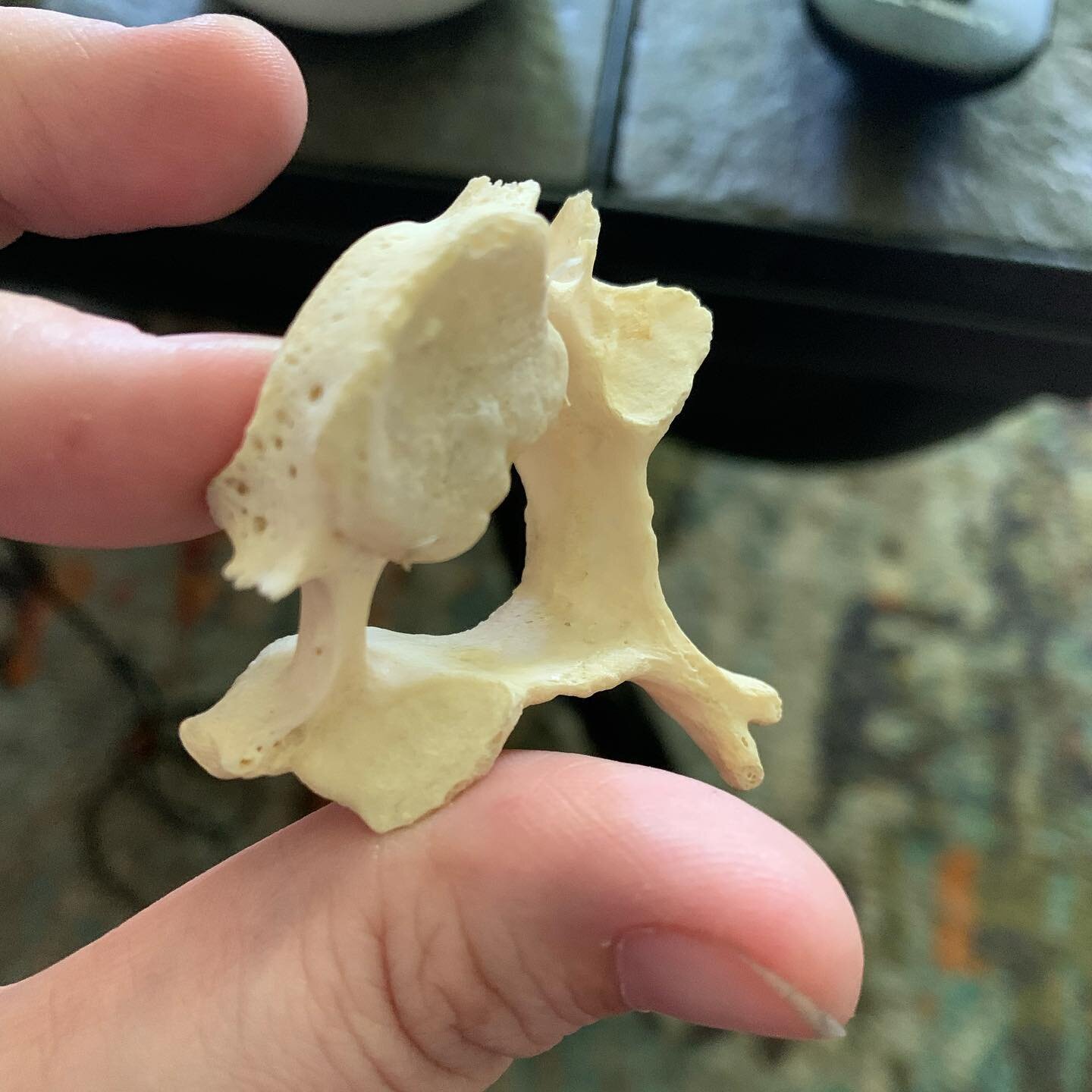 Ain&rsquo;t nothing like the real thing. My first real human cervical vertebrae. I cannot WAIT to draw you. Here&rsquo;s to my growing collection! I hope to host drawing groups in the near future. This medical illustrator is thrilled &amp; I&rsquo;ll