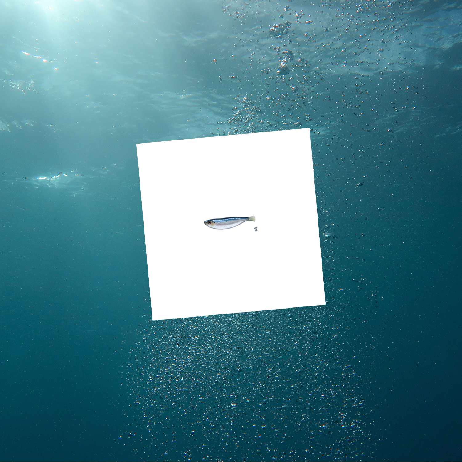 AQUATIC2-sardine-mockup.png