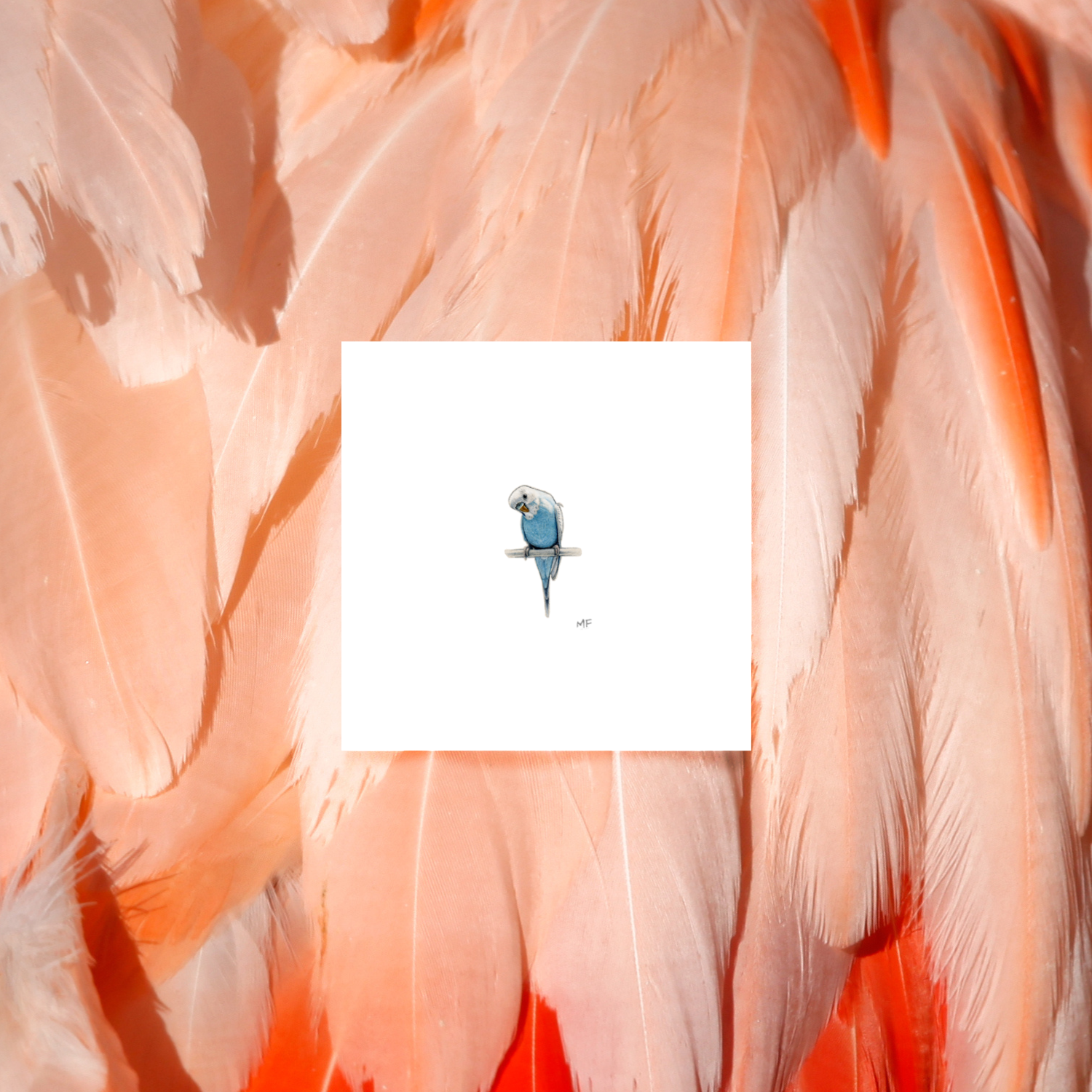 BIRDS4-blue-parakeet-mockup.png