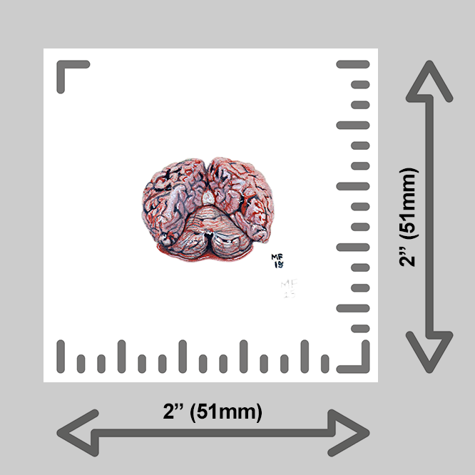 tiny-prints-25-splayed-brain(ruler).png