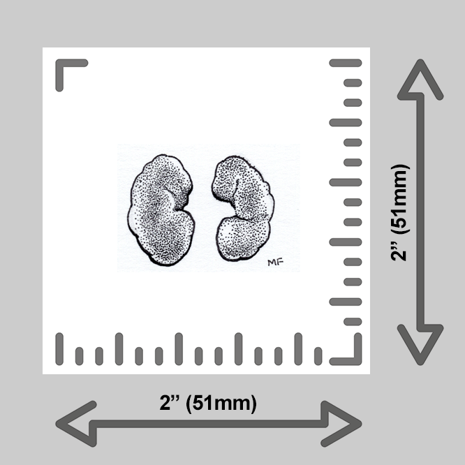 tiny-prints-25-kidneys(ruler).png
