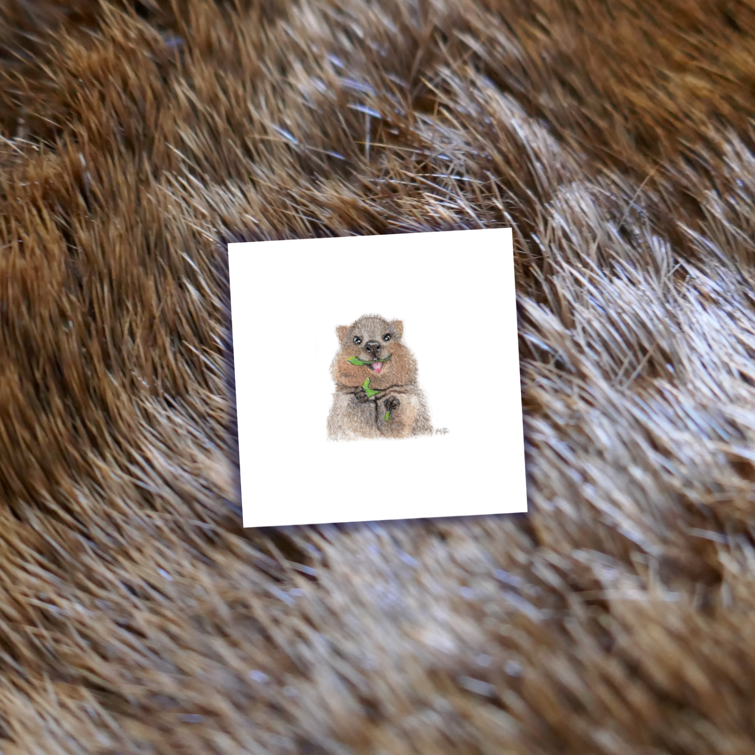 ANIMALS1-QUOKKA-MOCKUP.png