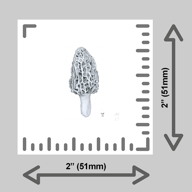 tiny-prints-25-morel-mushroom(ruler).png