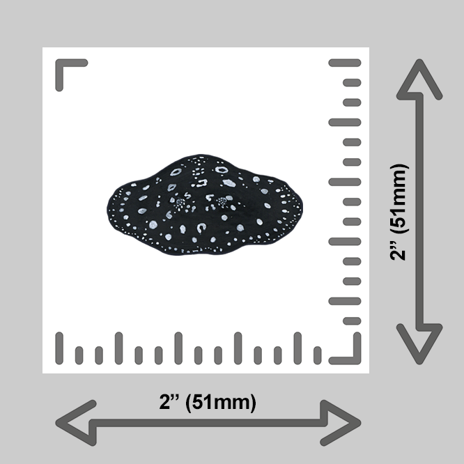 tiny-prints-25-stingray(ruler).png
