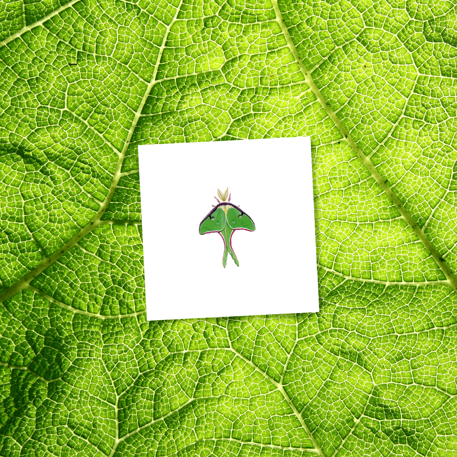 BUGS5-luna-moth-mockup.png