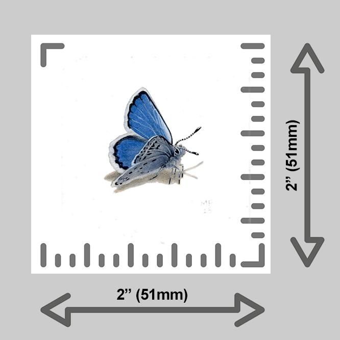 tiny-prints-25-common-blue-butterfly(ruler).png