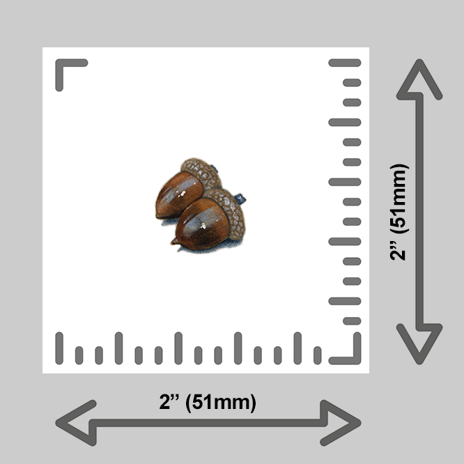 tiny-prints-25-pair-of-acorns(ruler).png