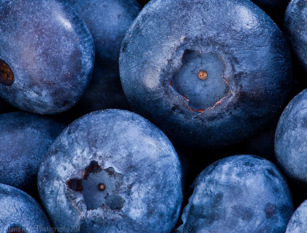 blueberry-macro-fruit-nikon-Favim.com-475503.jpg