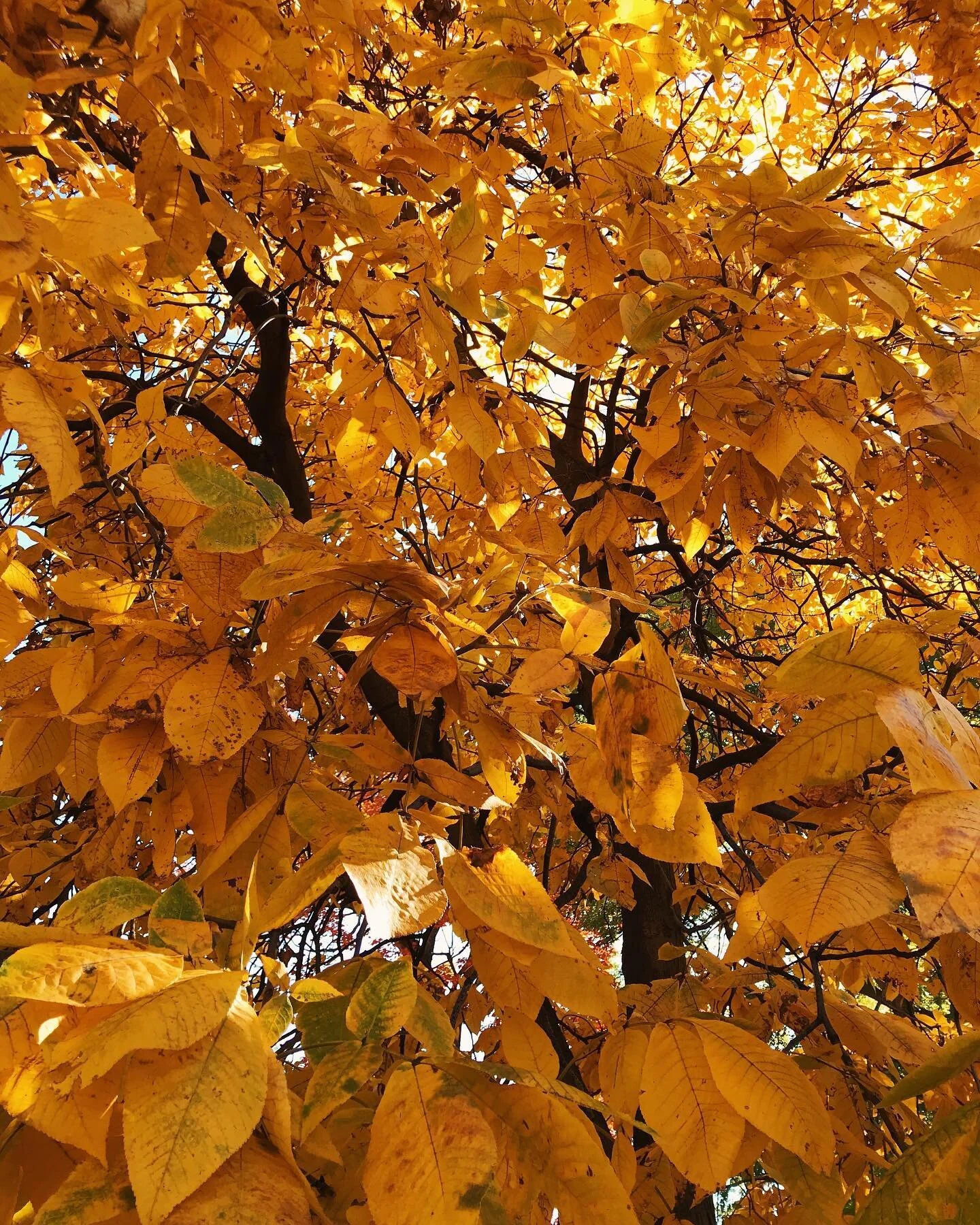 Just a bit of yellow for your morning.