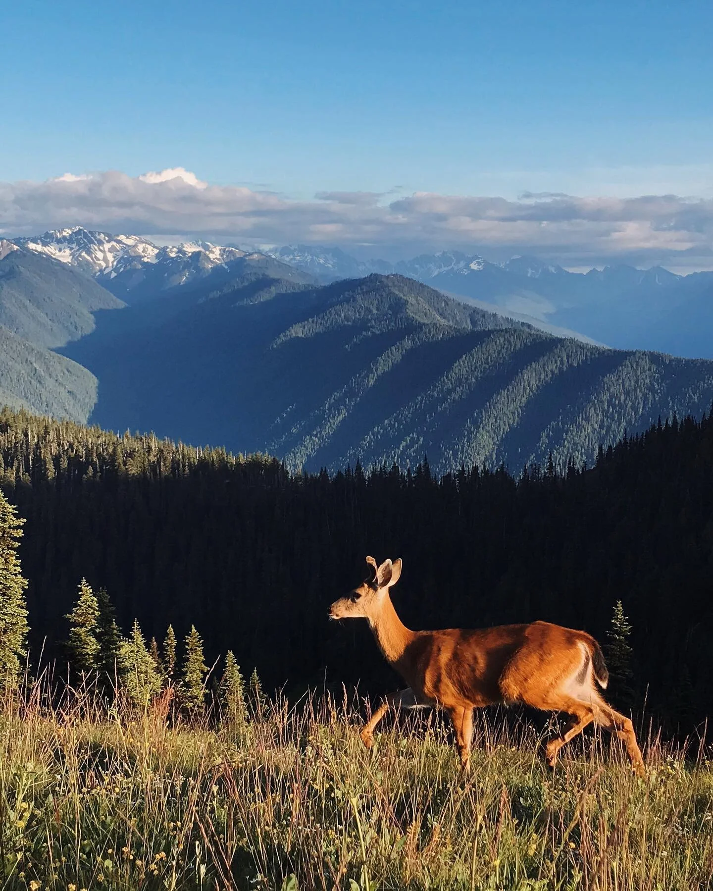 Oh, deer. 
Thought I already posted this, then found it in my drafts. So here you go now!