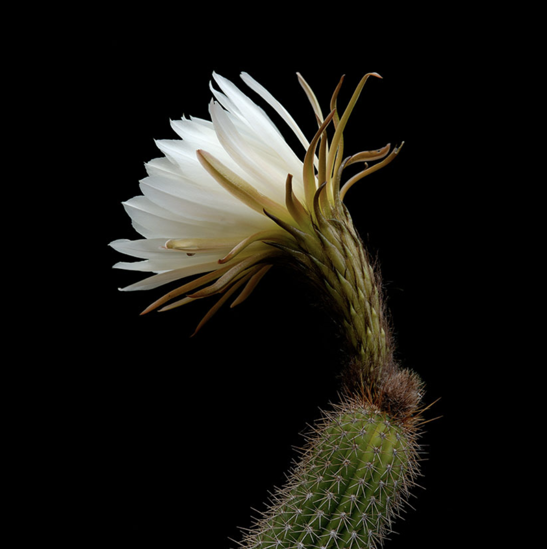 Screen Shot 2020-11-02 at 1.54.04 PM.png