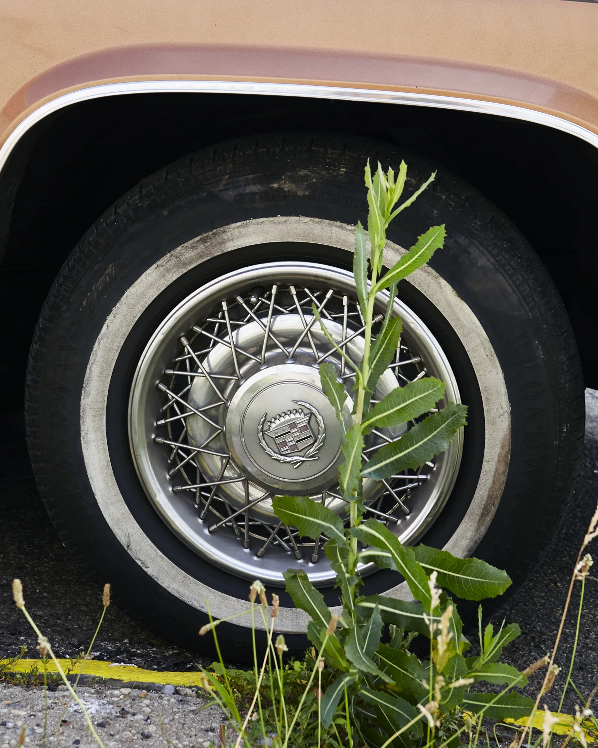 Caddy Mondaywww.jasonfalchook.com