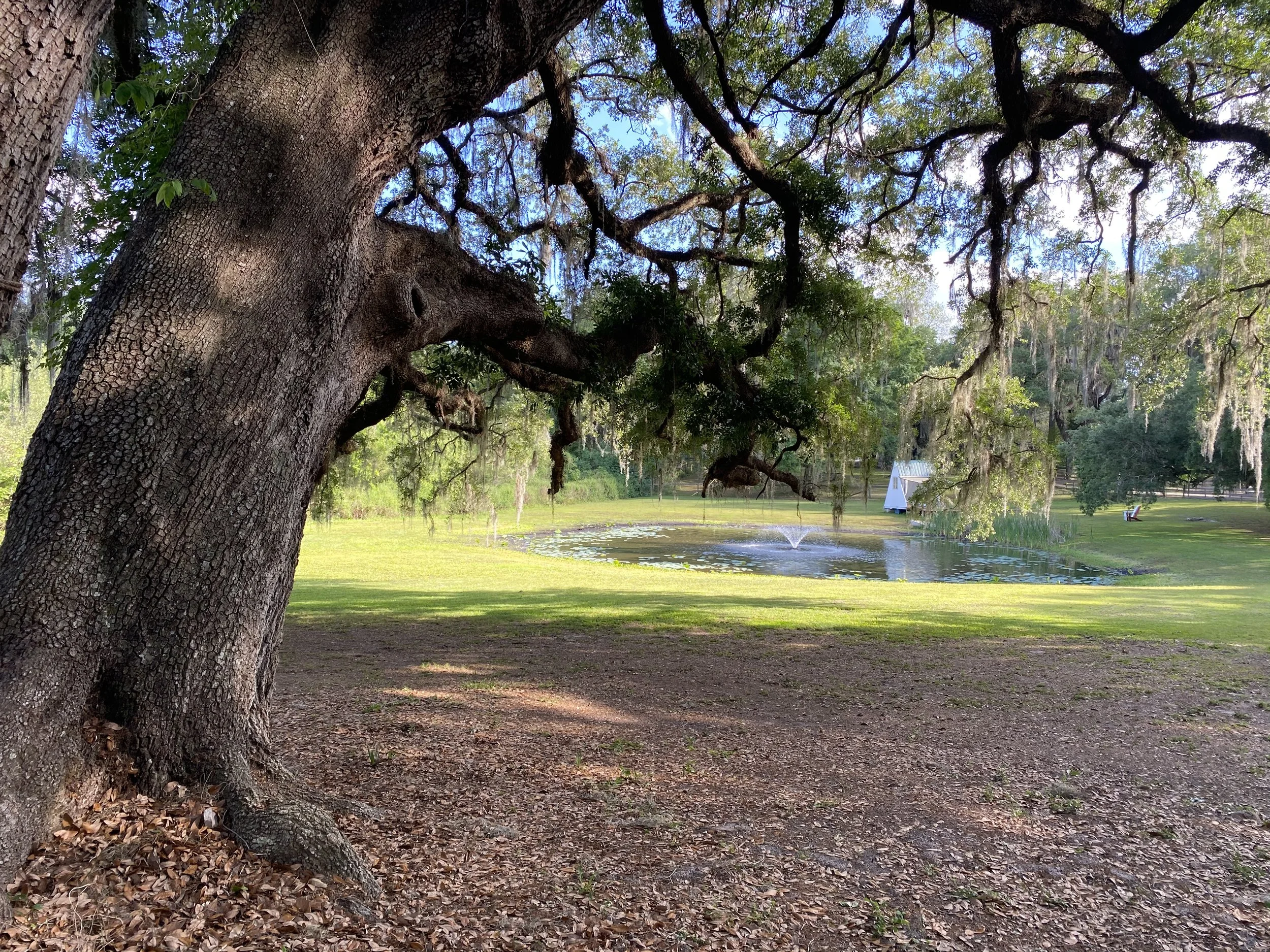 Grand Daddy Oaks Airbnb