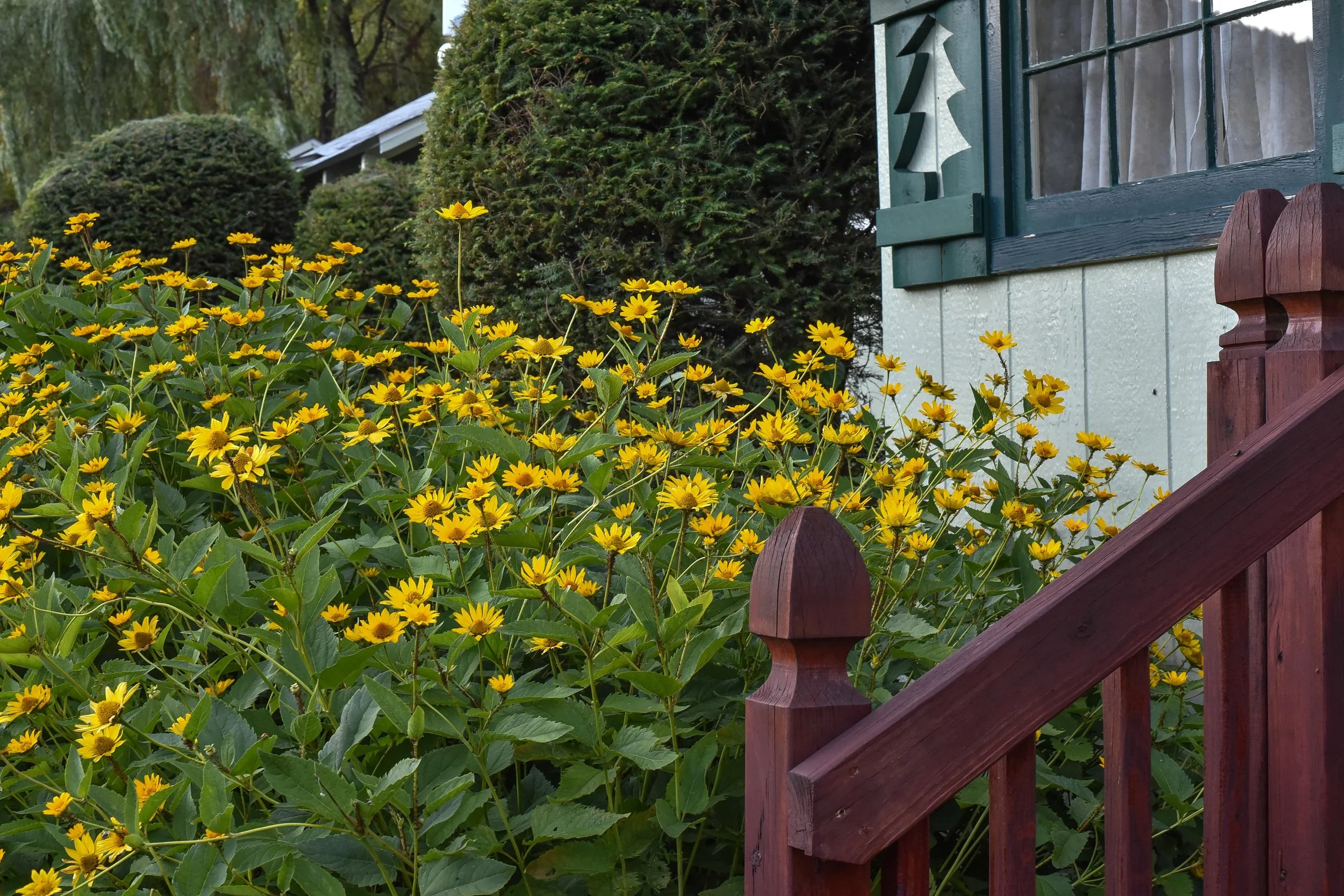 DSC_4436.jpg