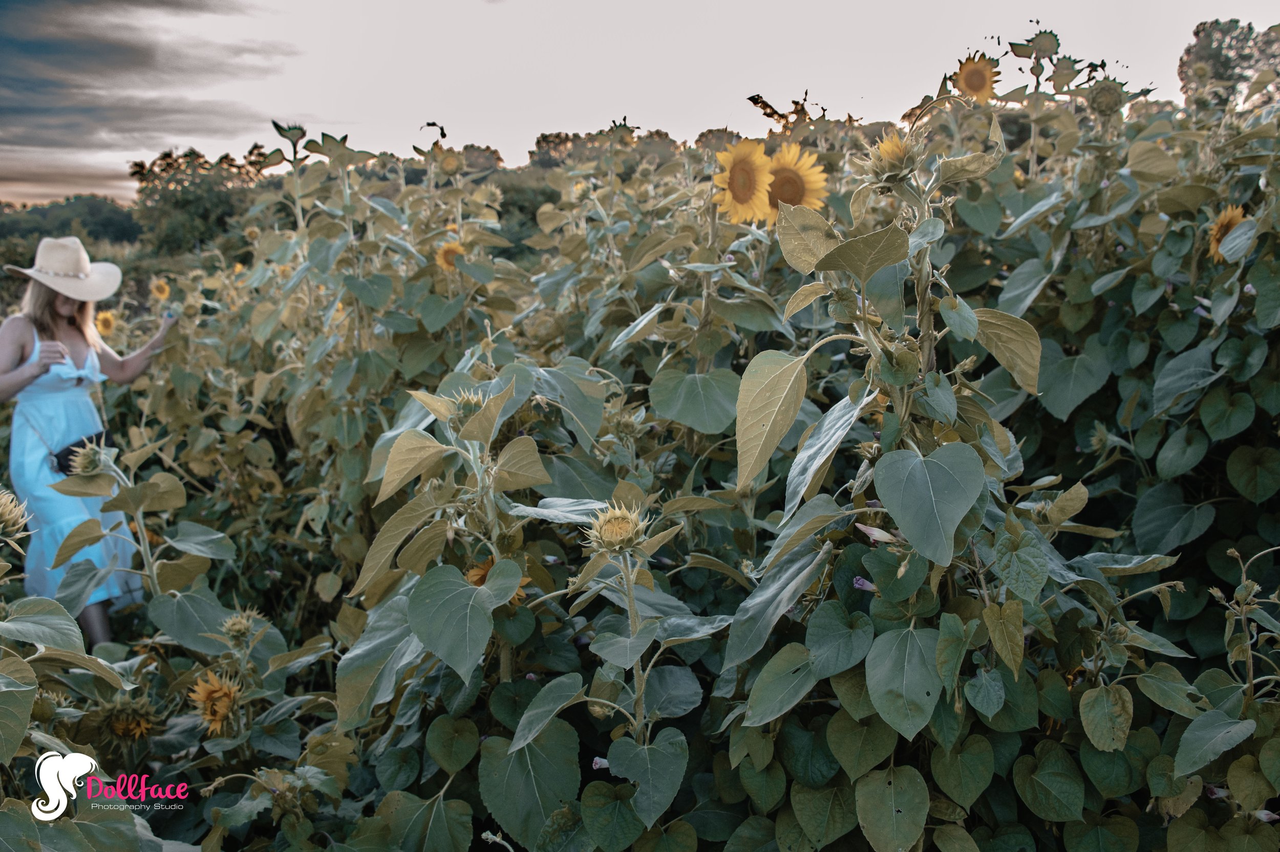 sunflower-14.jpg