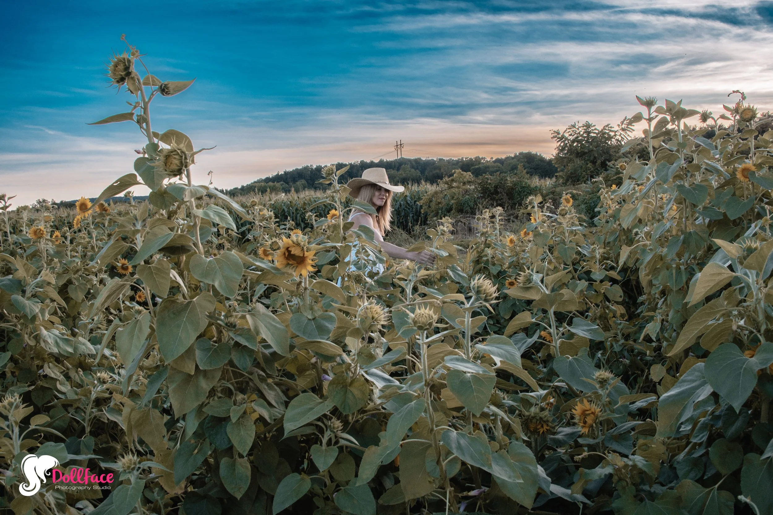 sunflower-13.jpg