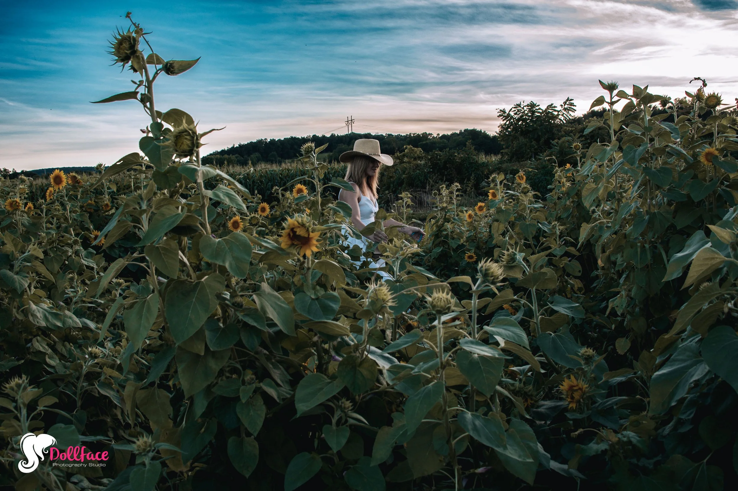 sunflower-18.jpg