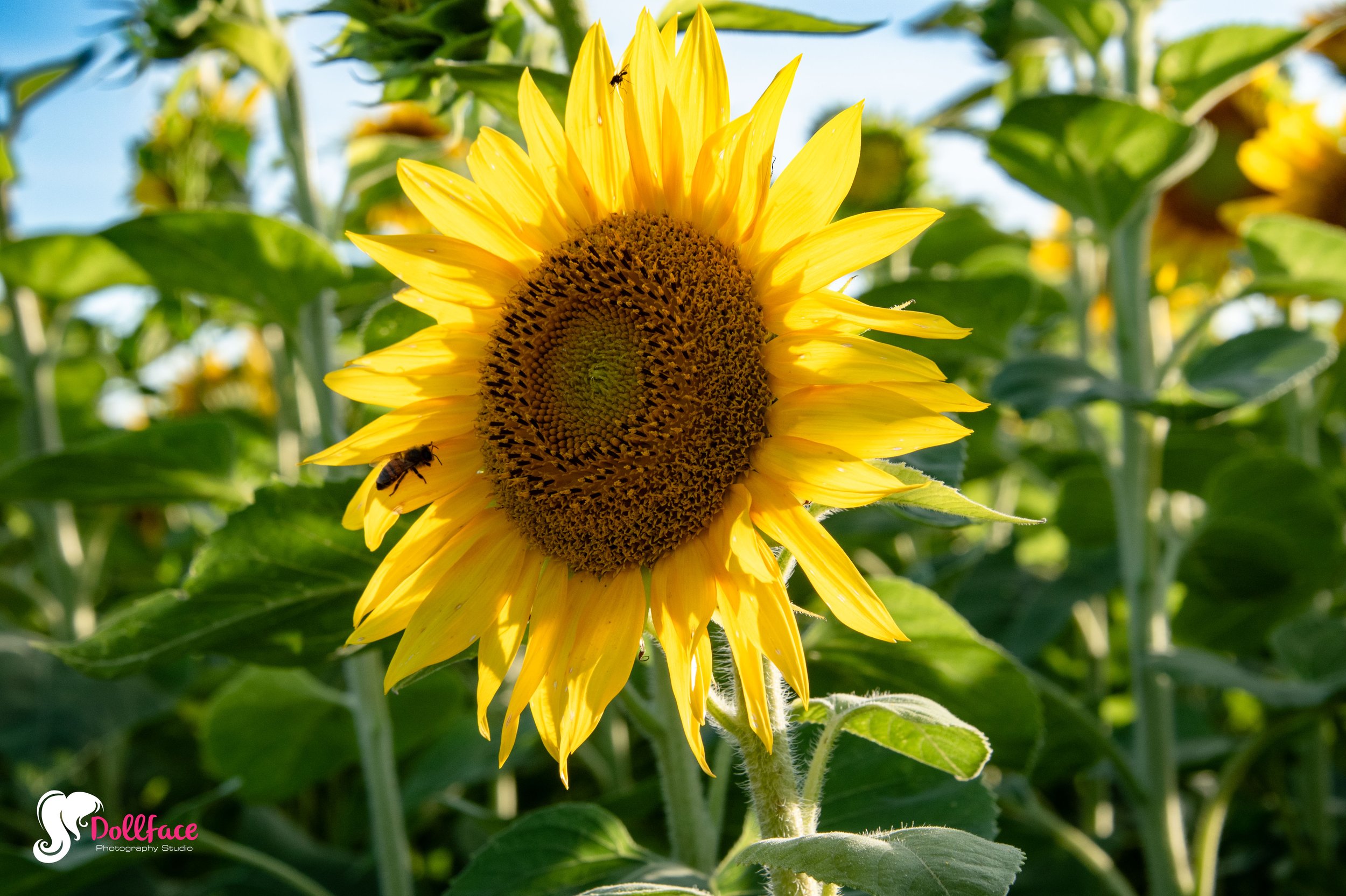 sunflower-21.jpg
