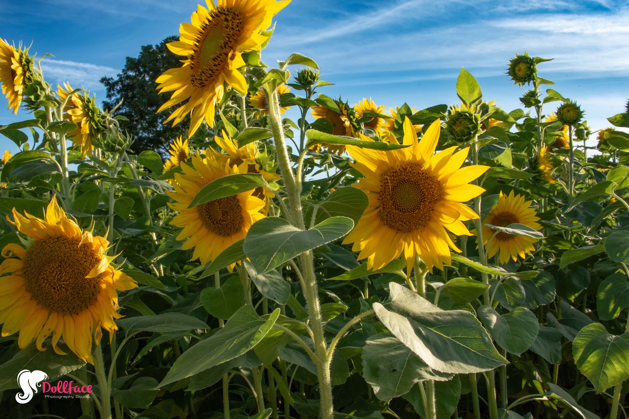 sunflower-22.jpg