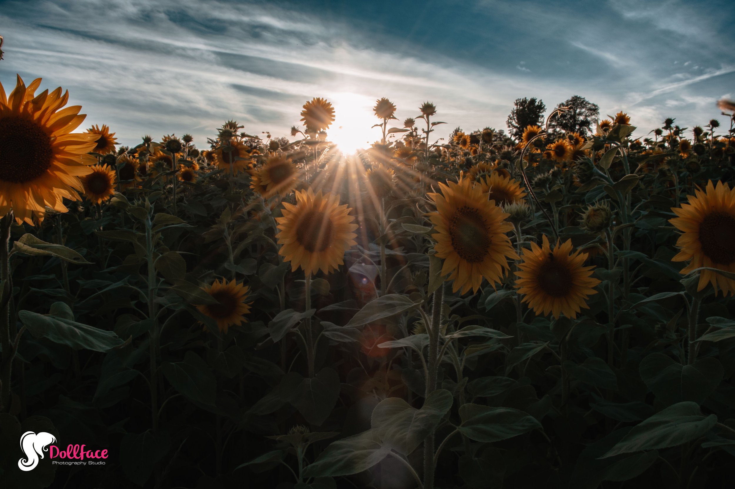 sunflower-27.jpg