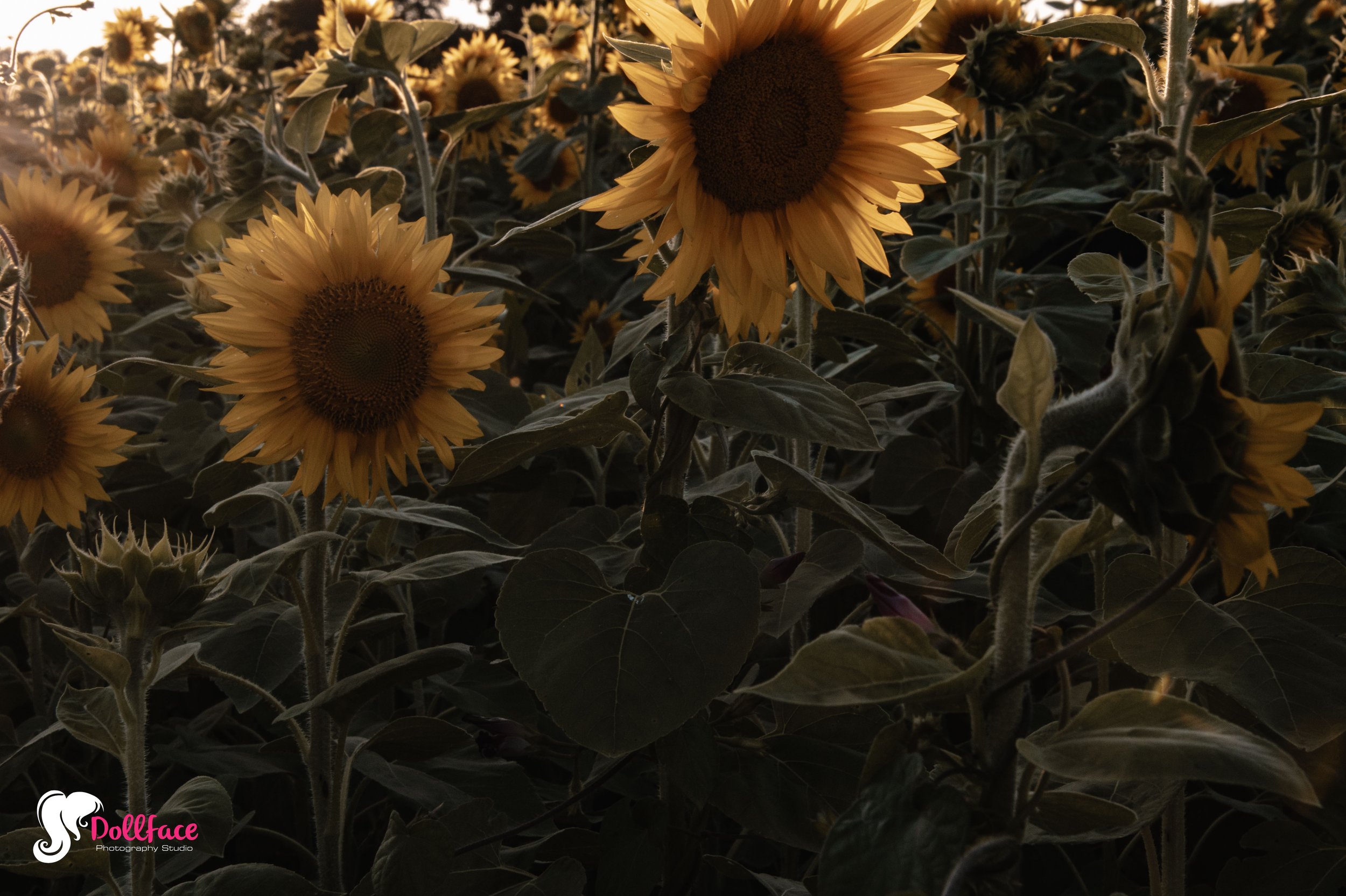 sunflower-28.jpg