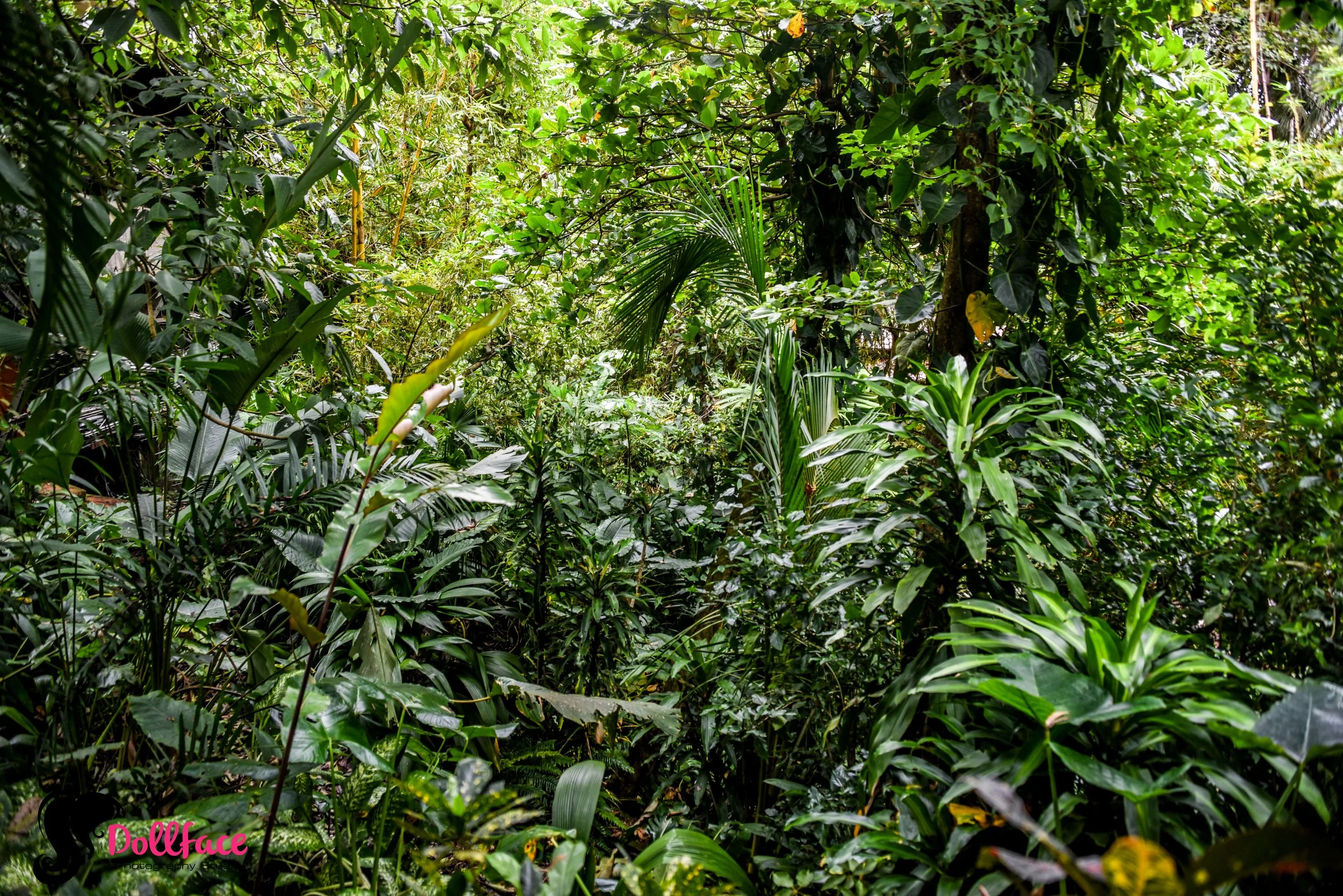 la mariposa in costa rica