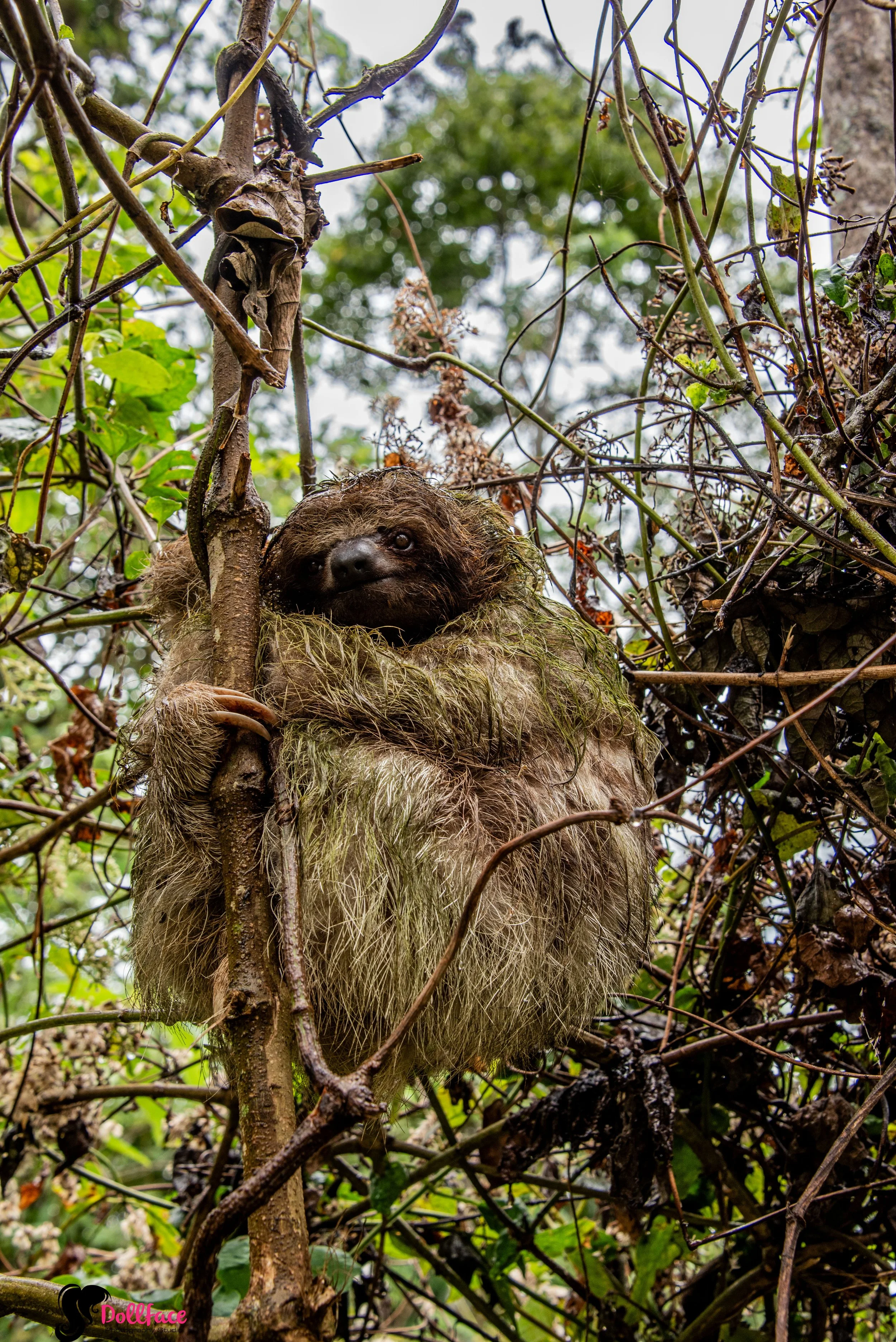 Rainforest -13.JPG