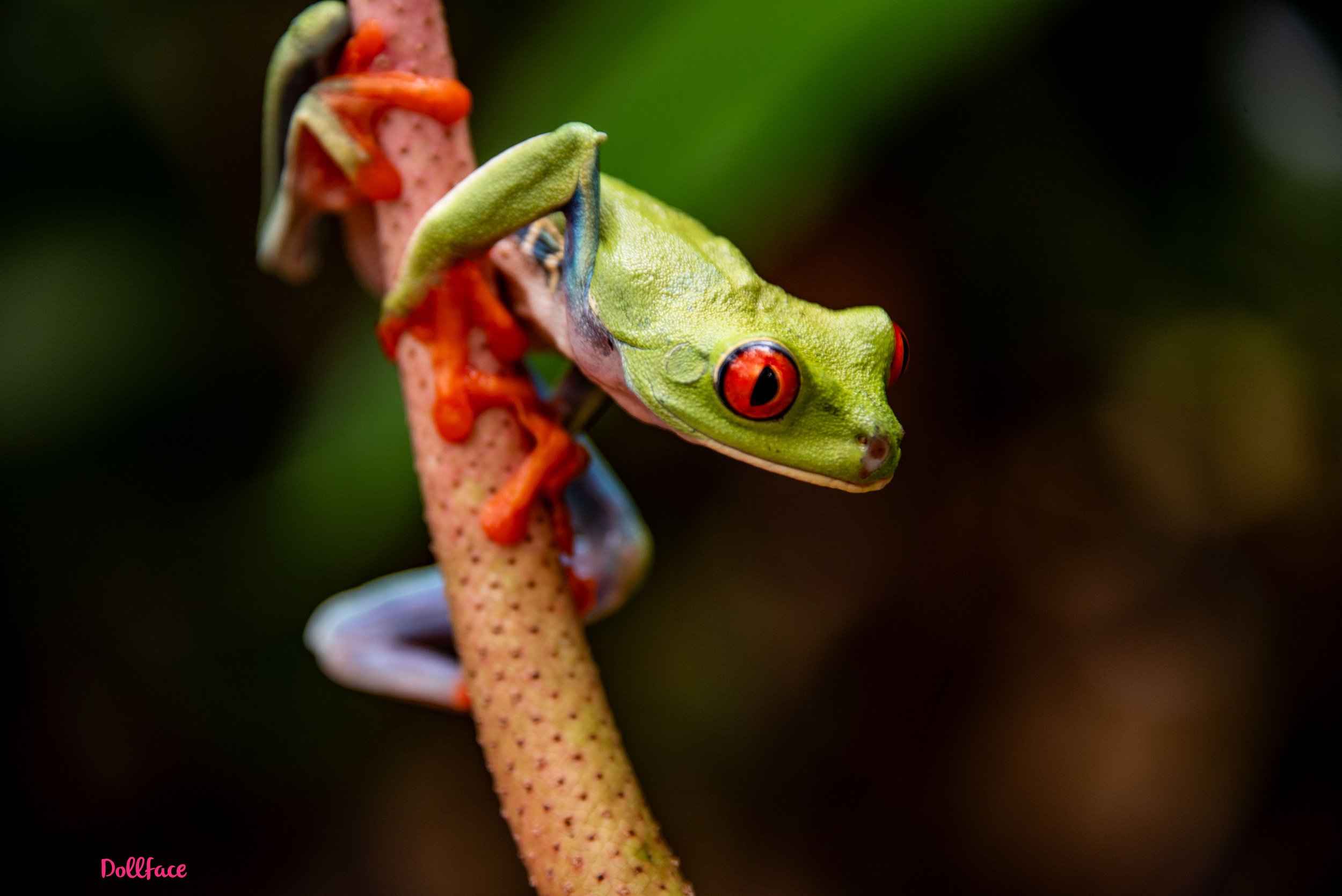 costa rica photography by lorraine toth - NY photographer who travels