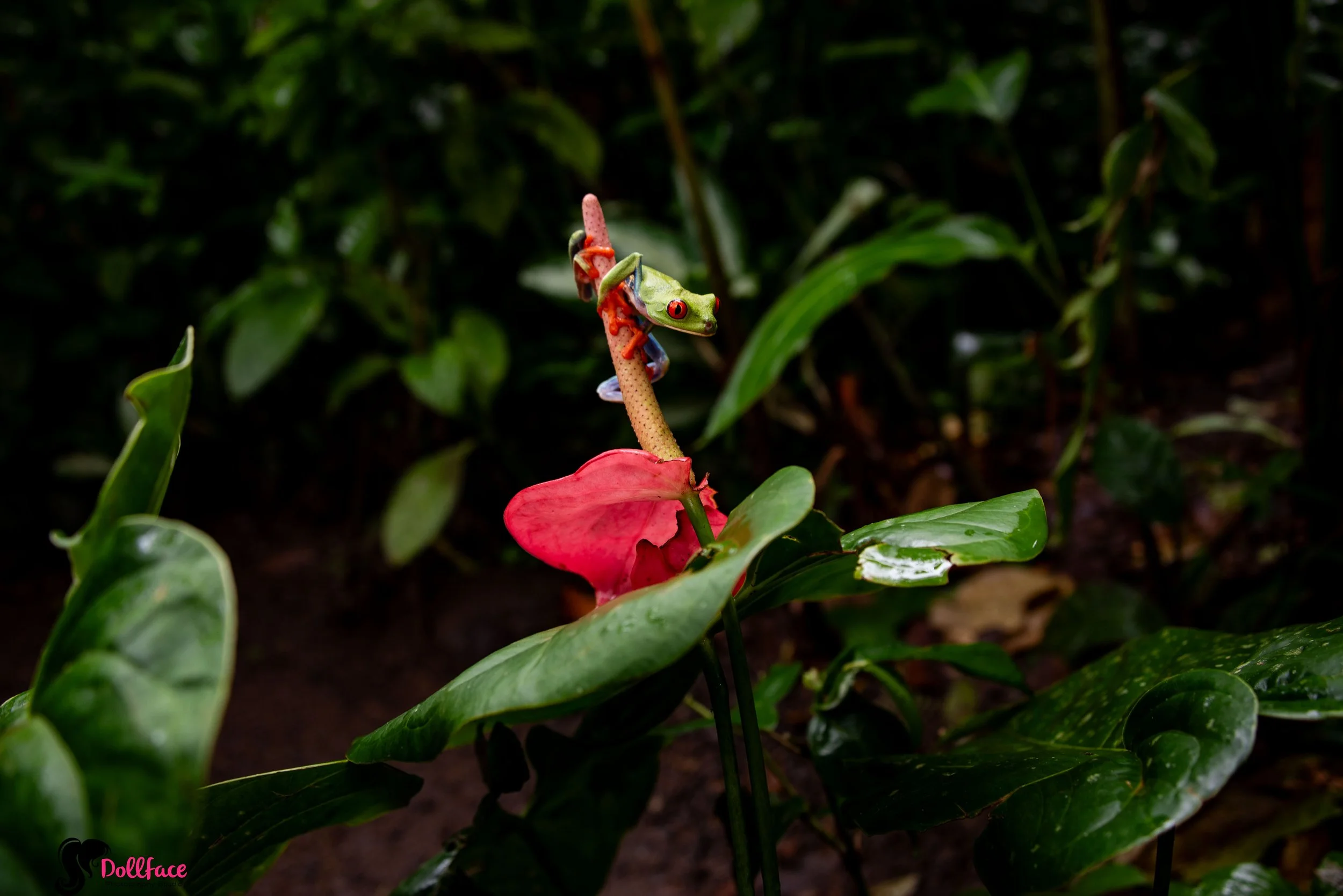 costa rica photography by lorraine toth - NY photographer who travels