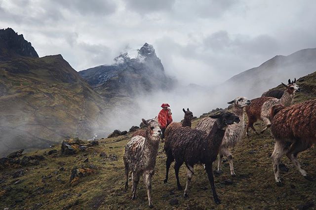 Rush hour in Peru.

#travelphotography #peru #adventurephotography #larestrek #gadventures #lamas  #mistymountainhop #portrait #enviromentalportrait #portraitphotographer #travelphotographer #commercialphotography #commercialdogphotographer #canonaus