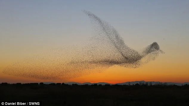 Above: Starlings in flight take form of larger bird, like a real-life organize fish.