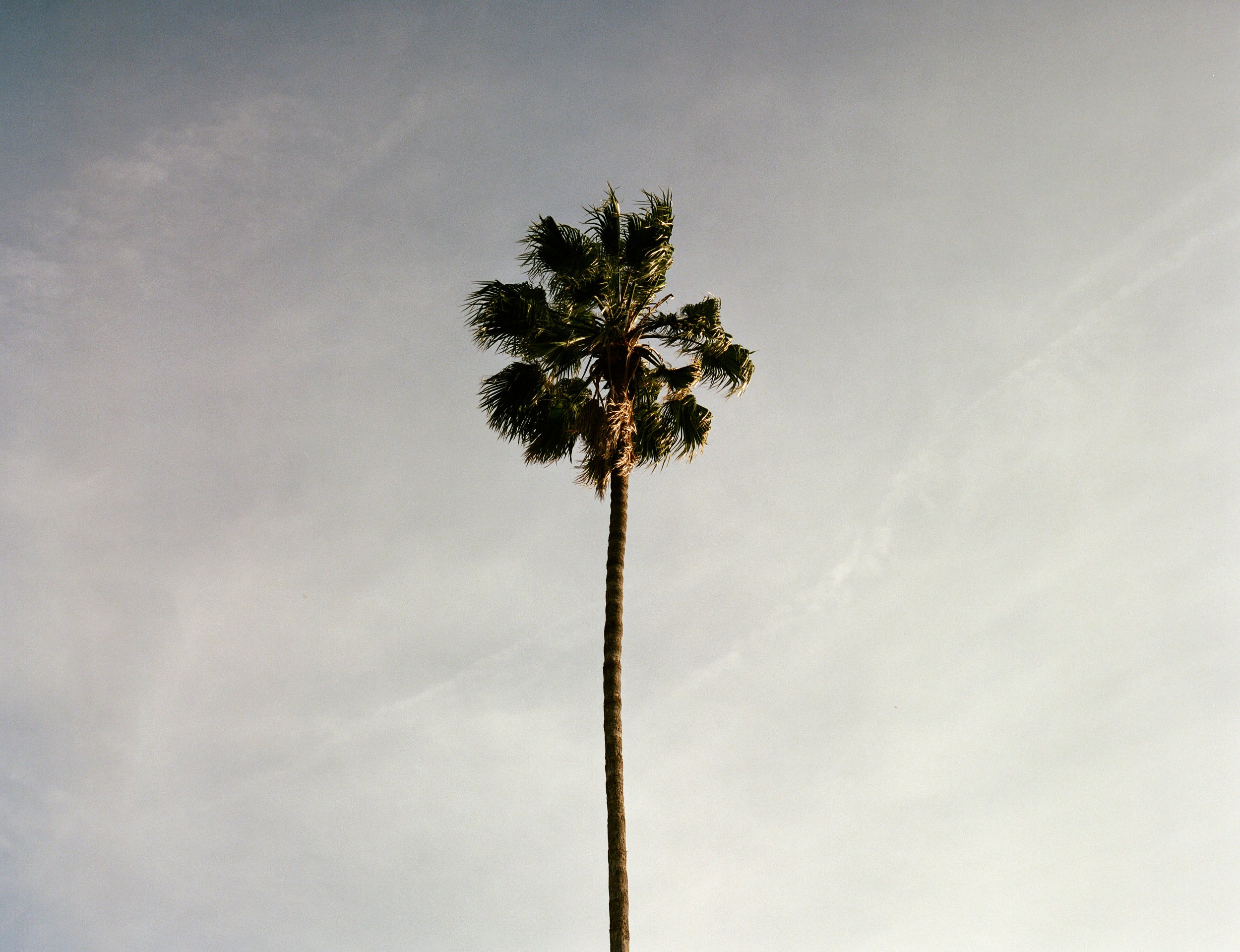 Palmes_DAVIDOD_HighRes_EDITS_22.jpg