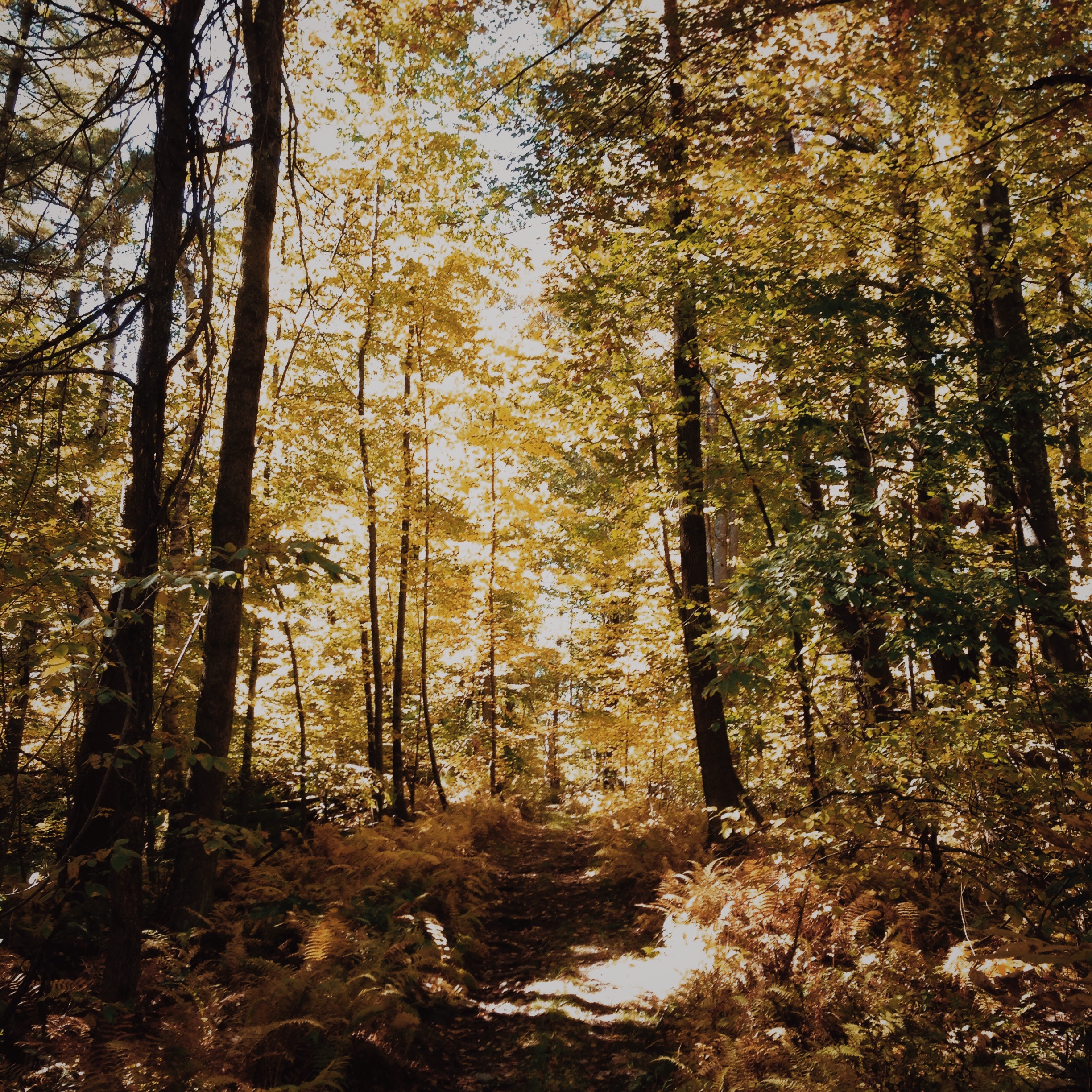  A walk through our backyard 