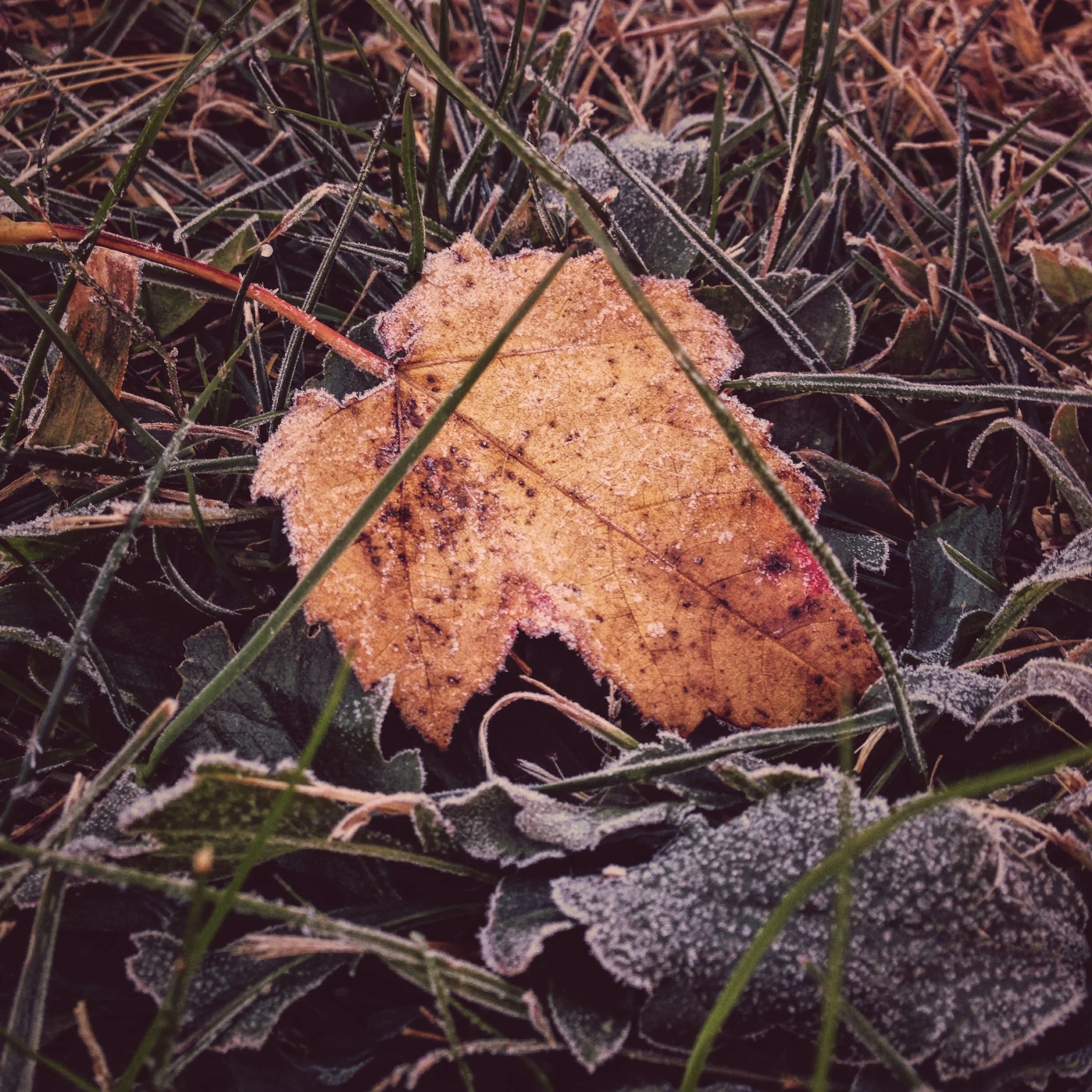  First Frost of the season 