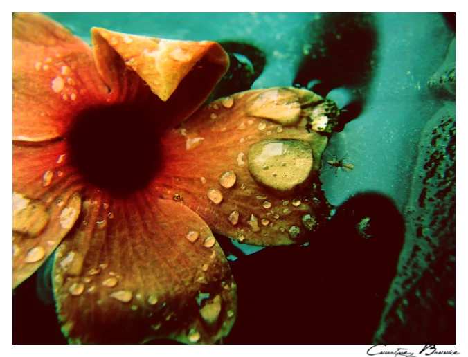 black-eyed-susan_180371588_o.jpg