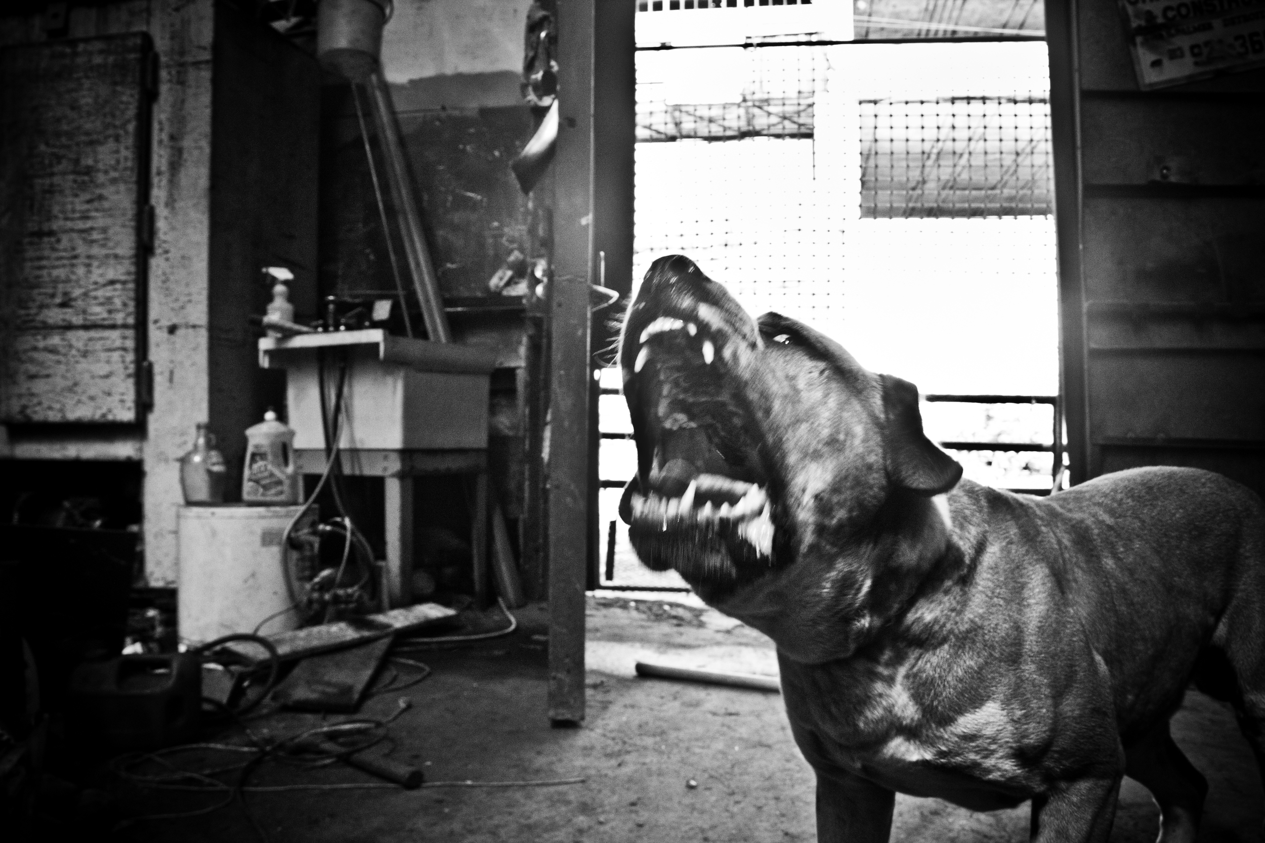  A guard dog protects the entrance of a metal scrappers warehouse. Detroit.&nbsp; 