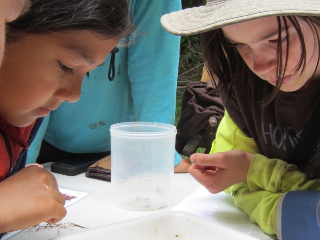 near shore ecology.jpeg